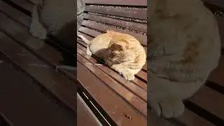 Kitty Good Morning 😻😻 #cat #adoptstrays #love #cutepet #love