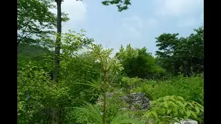 A0038 대황(Rheum rhabarbarum) [영어명] common-rhubarb  [약효] 해열, 혈뇨, 호흡기질환, 화상, 황달