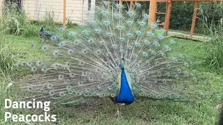 Peacock Dance Display/Peacocks opening Feathers /Bird Sounds/Beautiful Peacock Dance with natural