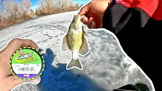 Ice fishing Denver Metro ponds with Gulp Alive Waxies