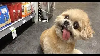 Marnie the Dog-- Duane Reade Adventure