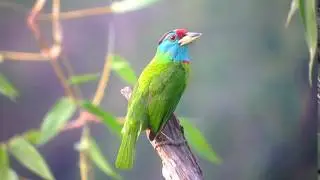 Bhutan Birding Tours