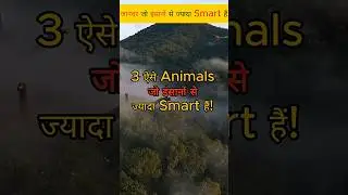 Animals जो इंसानों से ज्यादा Smart हैं!  #facts  #factshorts  #factsinhindi