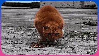 Very shy cat eating [4К 60FPS] ASMR