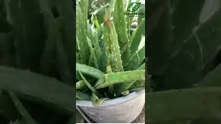Choti Bachi ka Bara Karnama