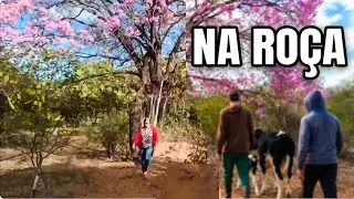 Vlog Levando as vacas pra roça