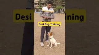 Desi Dog training #ytshorts #shortsfeed  #puppytraining #dogtraining #shorts @dogwala9928