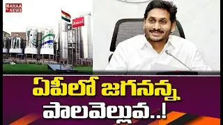 అమూల్ పాల వెల్లువ: Jagan Launches Amul Project To Strengthen Dairy Sector | MAHAA NEWS