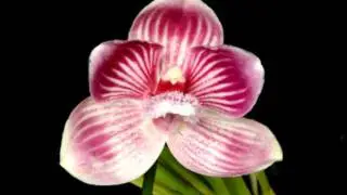 Jerry Moore & Friends: I Overlooked an Orchid