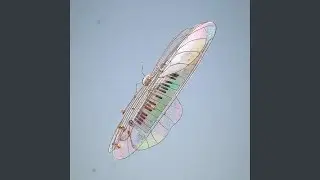 Ivory Skies