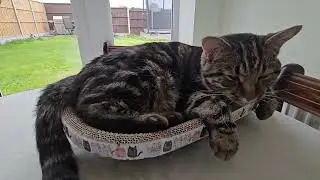 Roary sleeping with his eyes open again #cat #cats #catshorts #catlovers #catlover