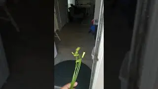 Sour Grass