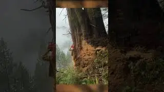 Dangerous Biggest Tree Cutting on Earth (2022) ! ChainSaw Cutting #Shorts