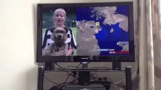 Hacker the dog at Wimbledon