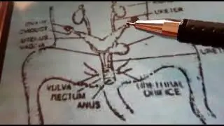 urinogenital system female rat