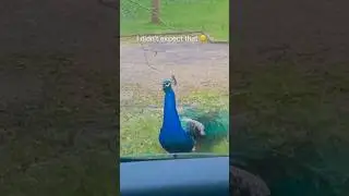 Funny bird #funnyshorts #funny #funnypetschannel #funnypetslife #parrot #pets #foryou