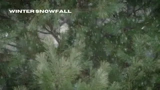 Winter Snowfall | 4K Snowy Pine Tree | Peaceful Ambient Visualizer | BMPCC6K Pro | Winter Ambience