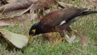 bully birds 2