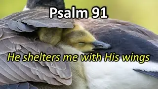 Psalm 91  He shelters Me with His wings