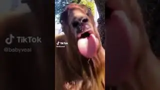 🐐 Bla bla bla🤪