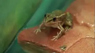 Relict Leopard Frogs at the Springs Preserve