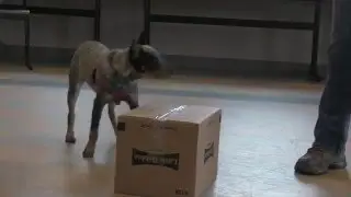 Clicker Training & Free-shaping -  An Asheville Humane Society Training Video