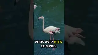 Pourquoi les flammands rose sont...Rose ! 🦩  #animal #animaux