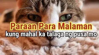 May EMOTIONAL ATTACHMENT Ba Sayo ang Pusa Mo? Science Based facts Tungkol sa mga Pusa
