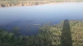 راعي الأغنام 