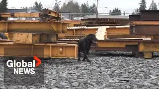 'Tanker' the curious dog rescued from steel beam with help from GPS, fire department