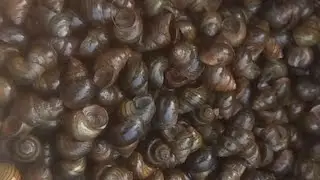 मछली पकड़ना(या) मछली का शिकार करना fish hunting in river