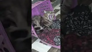 HumraHiraThakur #animallovers #petsrule #funny #comedyfilms #animallife #viralvideo #funnycomedy#cat