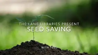 Seed Saving During the Pandemic