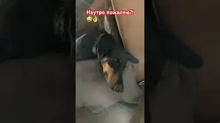Я просто сплю до обеда! 😜🤣👌👌