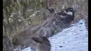 Spanish Sparrow