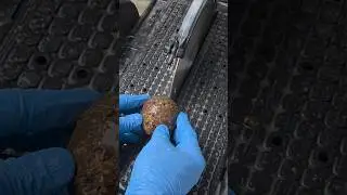 #188 Cutting Thunderegg, Waterline #agate #shorts