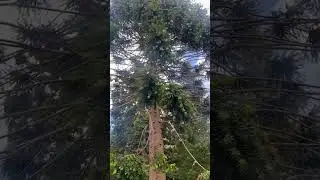 Bunya Pine