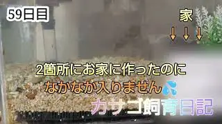 カサゴの飼育日記始めました🐟59日目