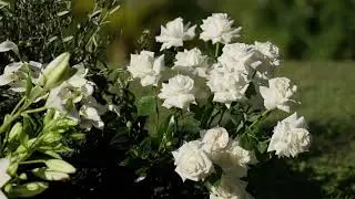Mondo Floral Design Show Reel