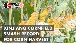 Xinjiang Cornfield Sets National Record for Per-Hectare Production