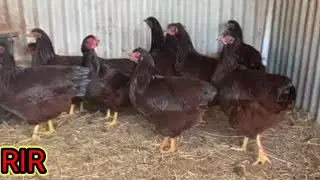 rir chicken breed🐓🐓🐓