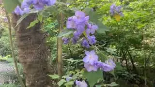 Exotic Flowering Maple to die for