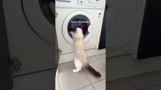 Adorable Fluffy Cat Moments #fok #kitten #ragdollcat #funnycat #cutecat