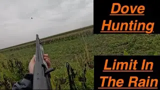 Iowa Dove Hunting | Pouring Rain Limit (Loads Of Birds)