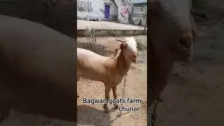 Desi Khassi bakra goats