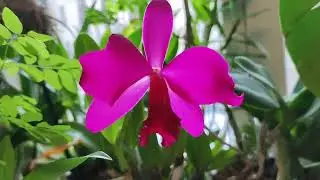 Cattleya (Slc) Love Castle 'Kurenai'  - первое домашнее цветение.