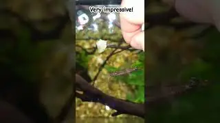 EPIC FAIL! golden wonder killifish
