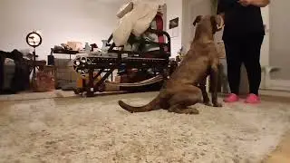 Irn Cast Foundational Dog Training 