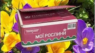 Не втрималась! Розпаковка цибулин квітів з Florium — такі ціни бувають рідко 🌷