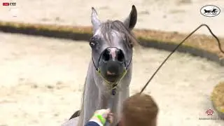 N 162 AL ARYAM SHKLAAN   Dubai International Arabian Horse Championship 2021   Colts 3 Years Old Cla